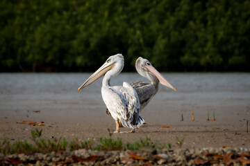 Pelicans roses au Sénégal 