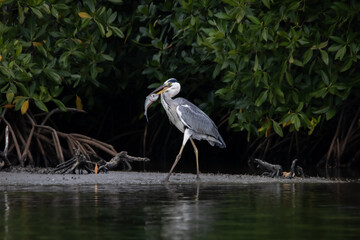 Héron cendré pêche un mulet 