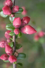 Fototapeta na wymiar Buds of pink apple blossom on branches.