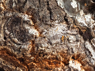 bark from a cork oak tree used for the production of cork in the Alentejo region of Portugal