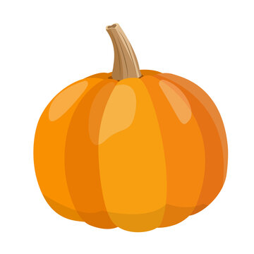 Pumpkin illustration