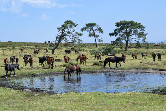 Herd of horses grazing in a meadow and drinking from a lake in Galician mountains, Rias Baixas, Galicia, Spain
