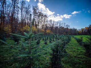 Wiederaufforstung im Mischwald