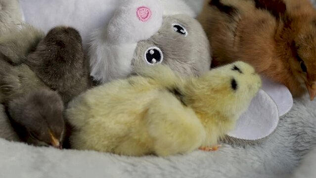 many lot of chicken baby hen poultry on bedroom blanket warming falling asleep next to bunny rabbit soft mini small toy.little chicks warm to each other inside home room interior 4 k real time video 