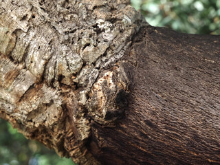 bark from a cork oak tree used for the production of cork in the Alentejo region of Portugal