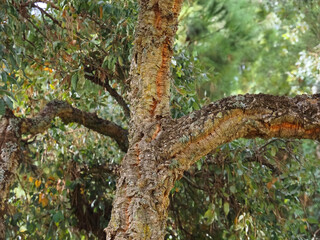 bark from a cork oak tree used for the production of cork in the Alentejo region of Portugal