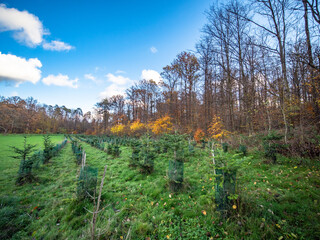 Wiederaufforstung im Mischwald