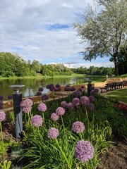 Allium giganteum on the river beach at summer time