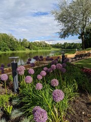 Allium giganteum on the river beach at summer time