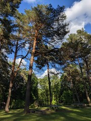 pine tree tops against a bright sky