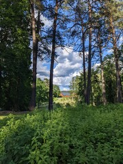glade in the park and blue sky with bright clouds in summer