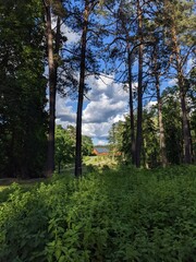 glade in the park and blue sky with bright clouds in summer