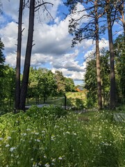 glade in the park and blue sky with bright clouds in summer