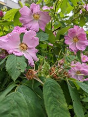 Rosaceae small pink blossom flowers with green leaves