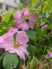 Rosaceae small pink blossom flowers with green leaves