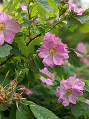 Rosaceae small pink blossom flowers with green leaves