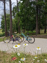 Family bicycles in the patk at summer time