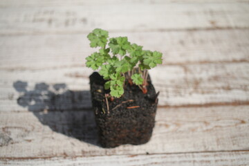 Bodziszek Geranium