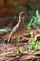 Portrait of a Dikkop.