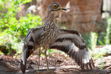 Full threat display by spotted thick-knee (Burhinus capensis).