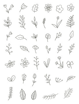Hand drawn plants. Set of outline flower and leaves.