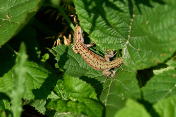 Zauneidechse Weibchen beim Sonnenbad	