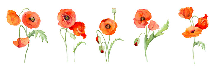 Watercolor bouquet composition, elements with hand drawn summer bright red poppy flowers. Isolated on white background. Design for invitations, wedding, love or greeting cards, paper, print, textile
