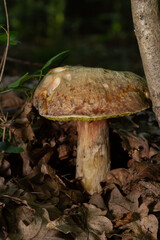 Fungus of Xerocomus subtomentosus covered with fallen leaves. Mushrooms and wild plants