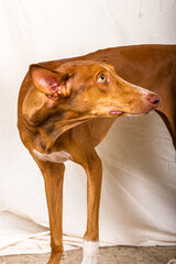 Vertical studio portrait, half body, of a female canary canary hound. 
Reddish brown color, with white line on the face and yellow eyes. The dog is standing, turning her head to the right