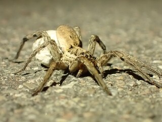 spider with eggs 