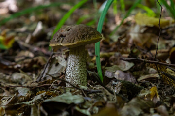 Edible mushroom Leccinum pseudoscabrum in deciduous forest. Known as Hazel Bolete. Wild mushroom growing in the leaves