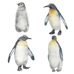 Watercolor cute forest animals.Penguin set.Hand-painted woodland wildlife.