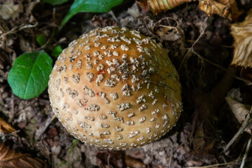 this mushroom is an amanita rubescens and it grows in the forest