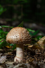 this mushroom is an amanita rubescens and it grows in the forest