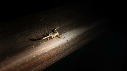 ESCARABAJO EN LA OSCURIDAD