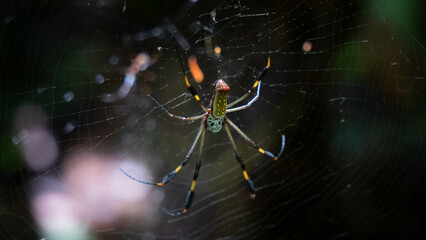 ARAÑA Y TELARAÑA. COSTA RICA.