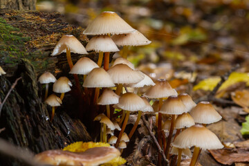 The Common Bonnet Mycena galericulata is an inedible mushroom , an intresting photo