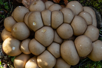 The Lycoperdon umbrinum is an edible puffball mushroom , stacked macro photo