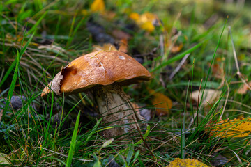 Leccinum aurantiacum or rough-stemmed bolete mushrooms growing in the moss. Wild mushroom growing in forest. Ukraine