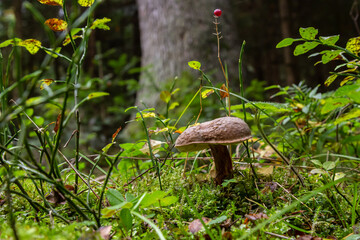 Neoboletus luridiformis known as Boletus luridiformis - edible mushroom. Fungus in the natural environment