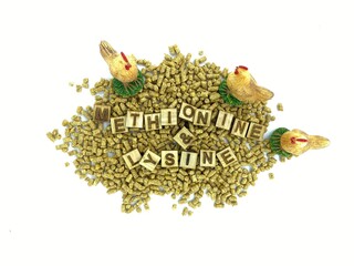 CONCEPT Effects of lysine and methionine in a low crude protein diet on the growth performance for...