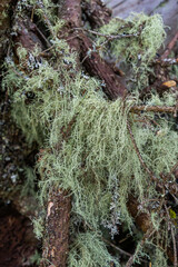 Closeup of lichen Usnea Filipendula and a parasite plant in a tree branch. Photo taken in the morning with the dew drops