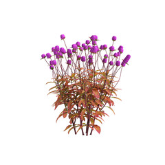 3d illustration of gomphrena globosa flower isolated on transparent background
