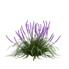 3d illustration of liriope muscari isolated on transparent background