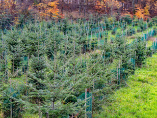 Wiederaufforstung im Mischwald im Herbst