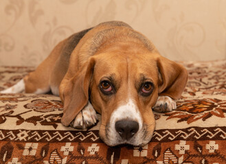 Dog breed "Beagle": muzzle, eyes, look, ears, paws, color. pet, family member, human friend