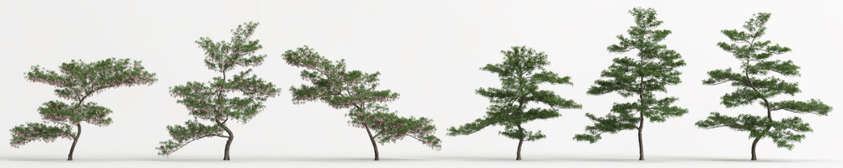 3d illustration of set elaeocarpus hainanensis tree isolated on white background