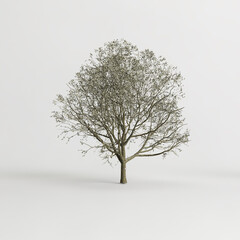 3d illustration of apple tree in autumn isolated on white background