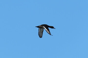 greater scaup in a sea