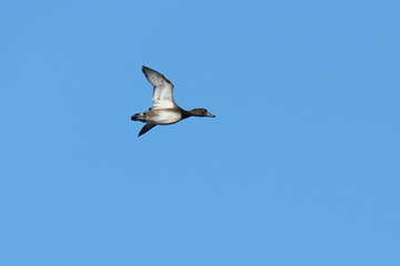 greater scaup in a sea